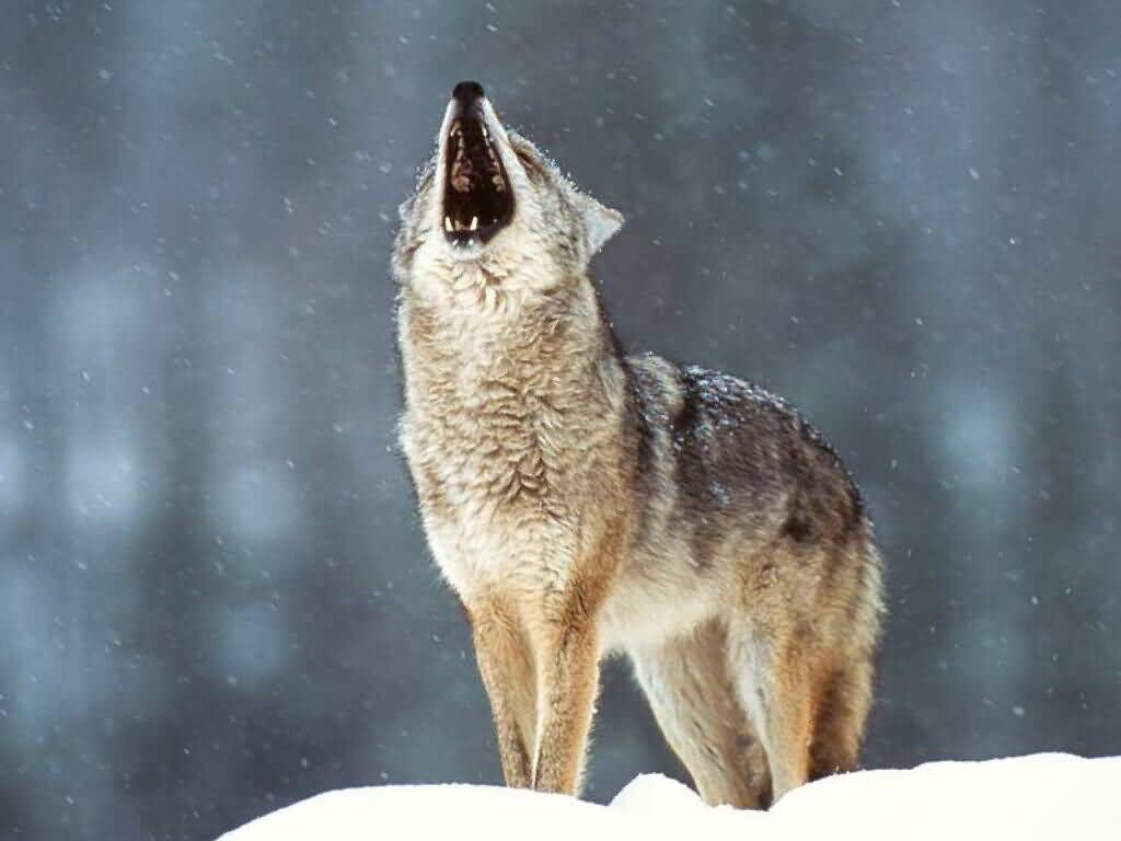 pictures of wolves howling images
