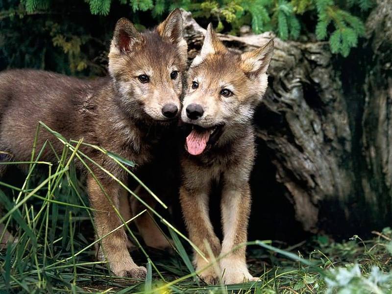 cute anime wolf pup. Wolf Pups