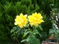 photography - Yellow roses wallpaper