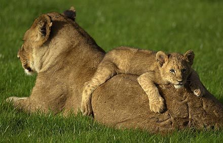 lioness-with-her-cub-all-about-lions-787