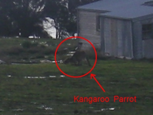 Kangaroo Parrits... eating *sigh*