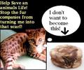 Stop Animal Cruelty!!! - against-animal-cruelty photo