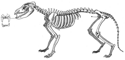  Thylacine
