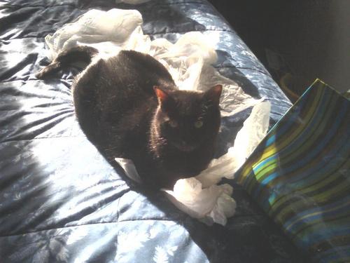  laying on tissue paper