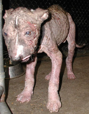  sORRY FOR THE NASTY PICTURES BUT anda NEED TO SEE WHAT PEOPLE DO TO ANIMALS!