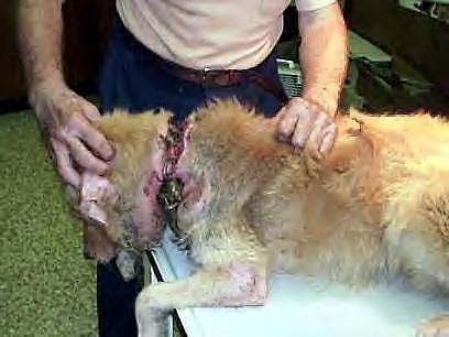  sORRY FOR THE NASTY PICTURES BUT anda NEED TO SEE WHAT PEOPLE DO TO ANIMALS!