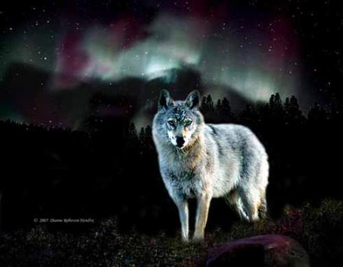 A Portrait Of An Alaskan Wolf