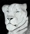 Lioness - drawing photo