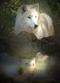 Reflection - wolves photo