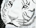Tiger - drawing photo