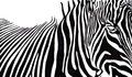 Zebra Stripes - drawing photo