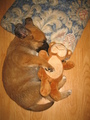 this is my puppie zee when he's asleep - dogs photo