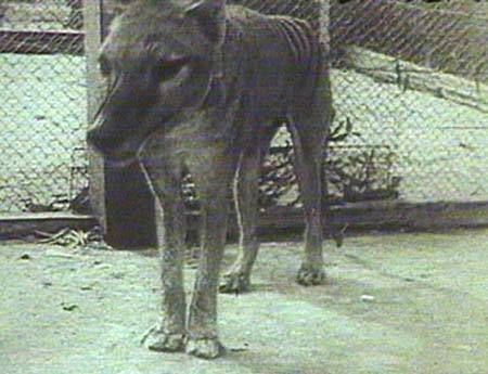 Benjamine, Last of the Thylacine