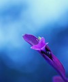 Purple flower - photography photo