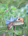 Sweet Dreams - fairies icon