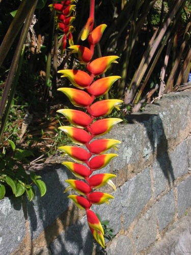  flor simbolo de bolivia