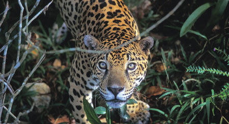 leopardo..boliviano!