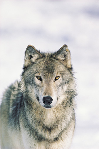 wolves - Wolves Photo (8191631) - Fanpop