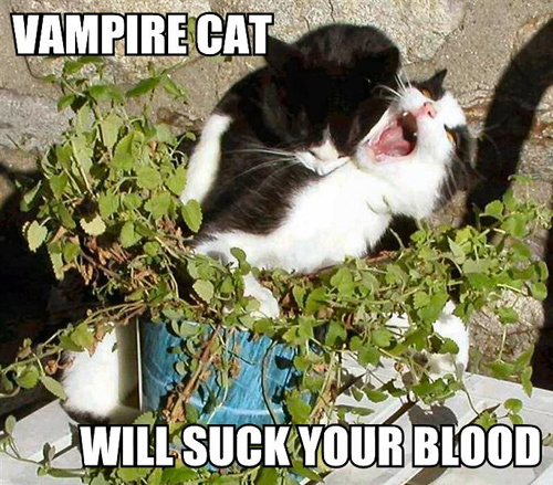  vamp cat!