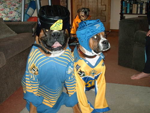Even the Dogs go for Parra now!