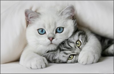 cute-cats-cats-8477436-400-261.jpg