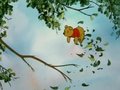 winnie - winnie-the-pooh photo
