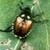  Japanese Beetle