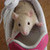 There was an old rat that lived in a shoe...