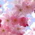  체리 blossoms