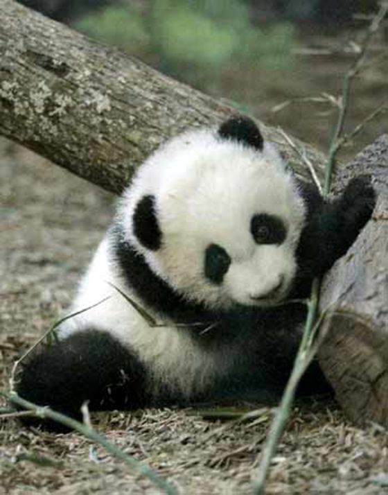 Panda Bear Cubs Or Polar Bear Cubs Poll Results Animals Fanpop