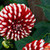  A flower(Red& white Dahlia)