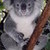  a koala