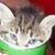  the cat in the asam cream cup