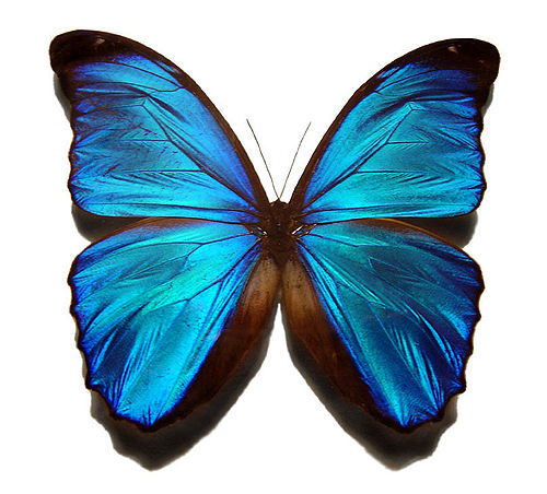 wallpaper blue butterfly. Blue butterfly.