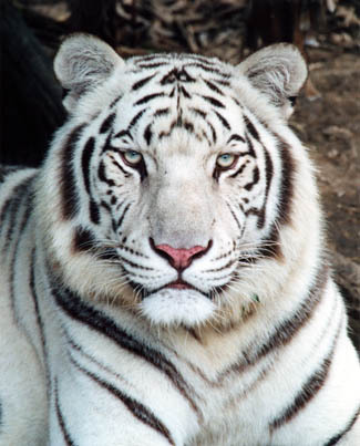 white lions and tigers. White Tigers