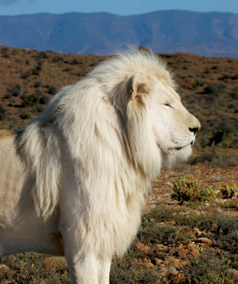 white lions and tigers. White Lions