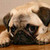  pugs are the best ther not big یا small