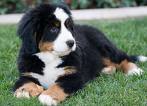 The Bernese Mountain Dog was named after and originated from...?
