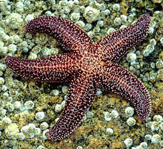 True or False: Sea stars don't have brains. 