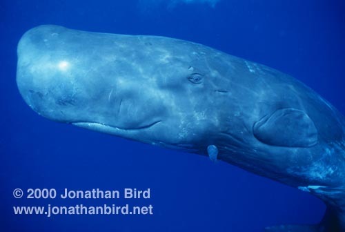  Sperm whales have the largest _____ of any mammals.