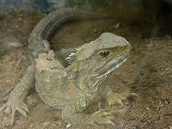 True or False: The tuatara lizard of New Zealand is the only living creature to have 3 functional eyes.