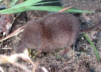 Shrews have such a delicate nervous system and high metabolism that they can starve to death in __ to __ hours after a meal.