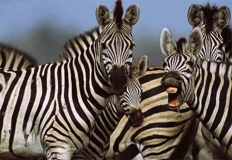 True 或者 False:Zebra's are apart of the Horse Family?