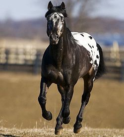  When did Idaho claim The Appaloosa,It's State Horse?