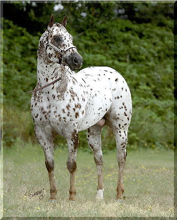  What's the nickname for an Appaloosa?