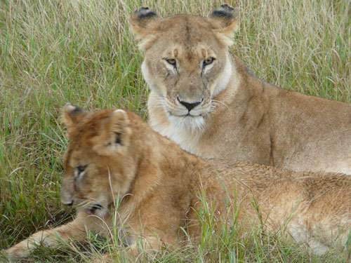 True or False: All lionesses in a pride are related.