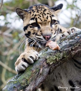  What is the scientific name of a clouded leopard???
