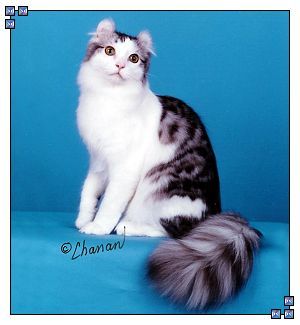  What cat breed is distinguished দ্বারা its truly unique ears that curl backward?