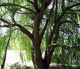  What's the name of the old man who is under the willow tree?