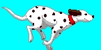 The Dalmation is born without what?
